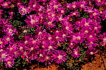 Royal carpet flowers (Drosanthemum hispidum). Eastern Cape, South Africa