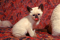 Siamese kitten (Felis catus) Europe