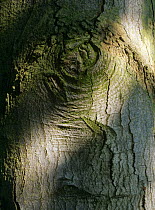 Close up of bark of Sycamore tree (Acer pseudoplatanus) UK