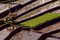 Rice paddy fields in Bali, showing terracing. Indonesia.