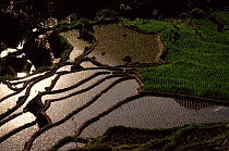 Rice paddy fields in Bali, showing terracing. Indonesia.
