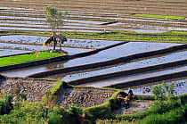 Rice Paddy fields in Bali, showing terracing. Indonesia. Traditional agriculture.