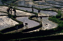 Rice Paddy fields in Bali, showing terracing. Indonesia. Traditional agriculture.