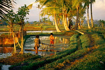 Rice Paddy fields in Bali, with children ploughing. Traditional agriculture.