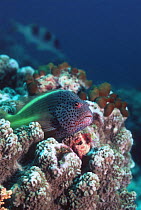 Freckled hawkfish (Paracirrhites forsteri) on coral perch, Celebes sea, Sabah, Malayasia.