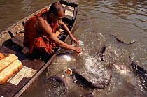 Buddhist Monk feeding fish to gain merit at Temple near Bangkok.