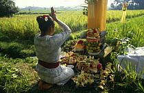 Woman praying during Pregnant rice ceremony, Bali, Indonesia.