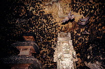 Rousettus fruit bats at Goa Lawah bat cave temple, Bali. Indonesia.