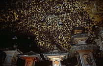 Rousettus fruit bats {Rousettus celebensis} roosting at Goa Lawah bat cave temple, Bali, Indonesia.