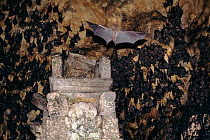 Rousettus fruit bats at Goa Lawah bat cave temple, Bali. Indonesia.