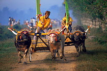 Water Buffalo racing with chariots, Bali. Indonesia. Lifesense.