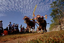 Water Buffalo racing with chariots, Bali, Indonesia