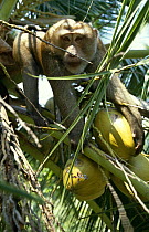 Macaque trained to climb Coconut tree and throw down nuts, Ko Samui, Bali, Indonesia.