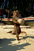 Trained Macaque collects coconuts for owner. Bali Ko Samui, Bali, Indonesia.