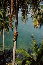 Trained Macaque climbs coconut tree to throw down nuts, Bali Ko Samui, Bali, Indonesia.