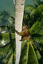 Macaque trained to climb Coconut tree and throw down nuts, Ko Samui, Bali, Indonesia.