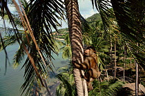 Trained Macaque climbs coconut tree to throw down nuts, Bali Ko Samui, Bali, Indonesia.