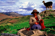 Local Indian woman with llama near Cusco, Peru, South America. Woman spinning in a traditional fashion.