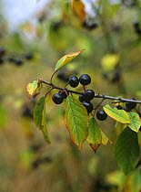 Alder buckthorn berries {Rhamnus frangula} Derbyshire, UK