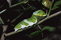 False eye / great mormon caterpillar (Papilio memnon) larva on twig.