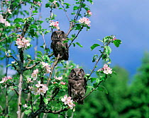 Juvenile Tengmalm's Owl (Aegolius funereus) perched in flowering tree, Sweden.