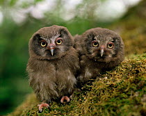 Two Tengmalm's Owl chicks (Aegolius funereus) Sweden.