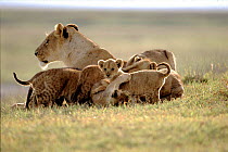 Lioness (Panthera leo) with cubs, Ngorongoro Crater, Tanzania