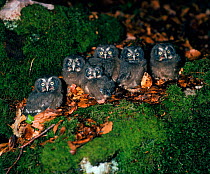 Tengmalm's owl chicks (Aegolius funereus) among leafs and moss. France, Europe