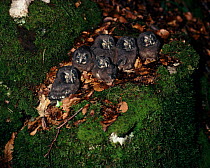 Six Tengmalm's Owl chicks, France.