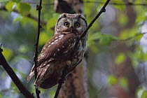 Tengmalm's Owl (Aegolius funereus) perched in a tree, June, Finland