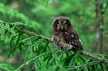 Tengmalm's Owl {Aegolius funereus} fledgling with prey, Finland.