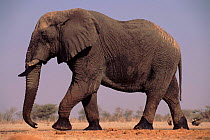 Elephant walking, Etosha NP, Namibia