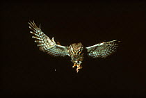 Tengmalm's owl (Aegolius funereus) in flight with prey. Finland, Scandinavia, Europe