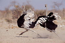 Two male Ostriches running during dispute, Etosha NP, Namibia. Ostrich can run at speeds of 43mph - they are the fastest terrestrial birds.