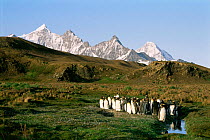 Small group of king penguins in landscape (Aptenodytes patagoni) South Georgia