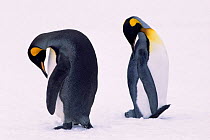 Two king penguins preening in snow (Aptenodytes patagoni) South Georgia