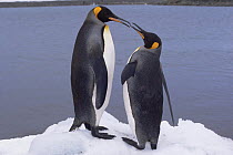 Two king penguins face to face. (Aptenodytes patagoni) South Georgia, Antarctica.