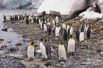 Small group of king penguins (Aptenodytes patagoni) in South Georgia, Antarctica