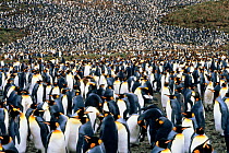 Large colony of King penguins (Aptenodytes patagoni) South Georgia, Antarctica.