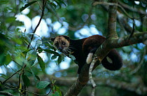 Small toothed palm civet in tree (Arctogalidea trivirgata) Sabah, Borneo, Indonesia