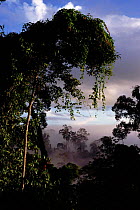 Rainforest, Sabah, Borneo, Malaysia