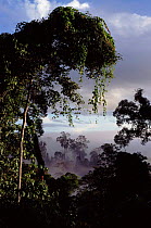 Borneo rainforest scenic, Sabah, Borneo, Malaysia