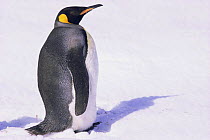 King penguin in snow, portrait (Aptenodytes patagoni) South Georgia, Antarctica.