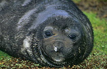 Southern elephant seal weaner {Mirounga leonina} South Georgia, Antarctica.