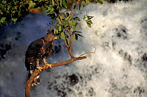 Crowned hawk eagle by waterfall, Zimbabwe. Captive bird