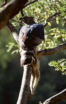 Crowned hawk eagle (Stephanoaetus coronatus) with vervet monkey kill, Zimbabwe