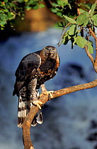 Crowned hawk eagle, Zimbabwe. Captive bird