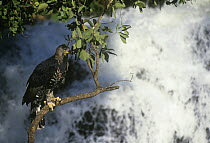 Crowned hawk eagle (Stephanoaetus coronatus) perched above waterfall, Zimbabwe, captive