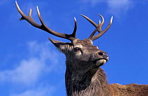 Red Deer head portrait against sky, Scotland (Cervus elaphus)