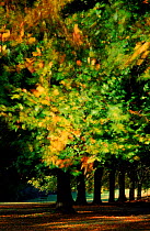 Avenue of Beech trees in Clifton, Bristol, England. Autumn